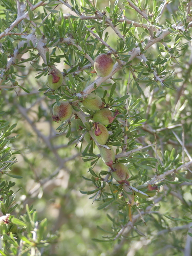 Prunus eburnea (Wild almond) — photo