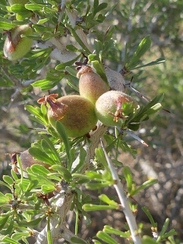 Prunus eburnea