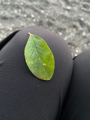 Prunus emarginata (Bitter cherry) — photo