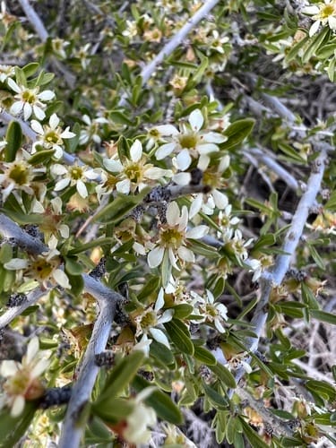 Prunus fasciculata (Wild almond) — photo