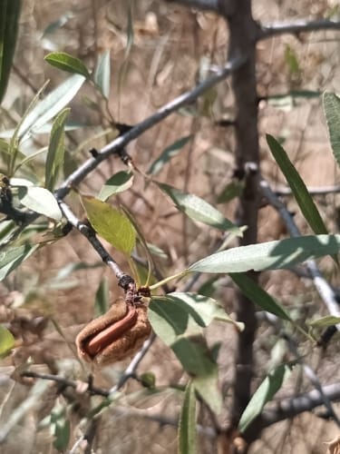 Prunus fenzliana (Fenzel almond) — photo