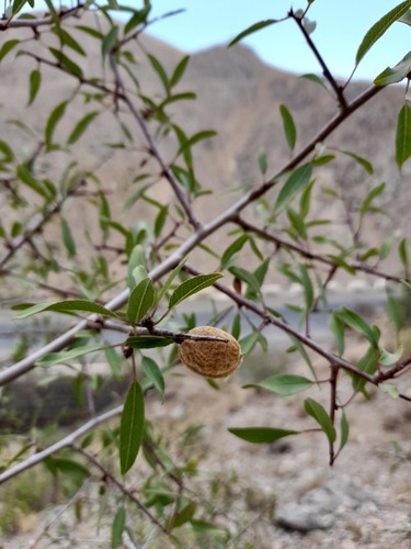 Prunus fenzliana