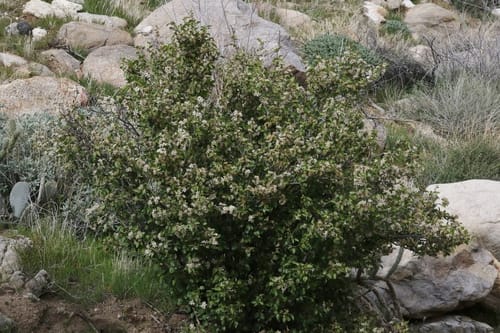 Prunus fremontii (Desert apricot) — photo
