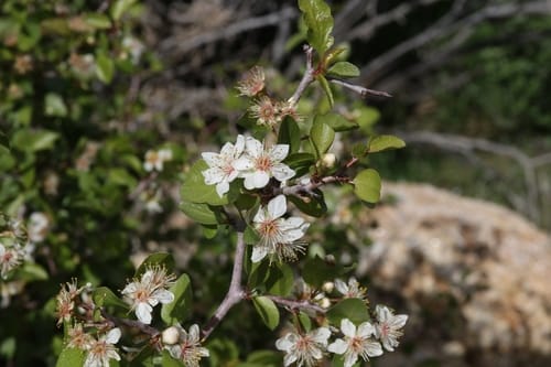 Prunus fremontii (Desert apricot) — photo