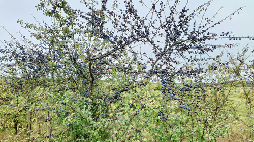 Prunus fruticans — photo