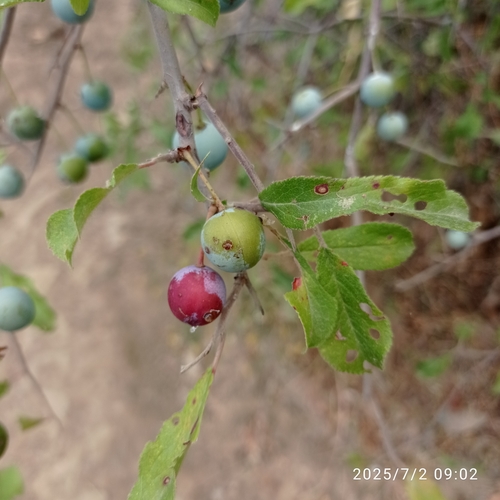 Prunus fruticans — photo
