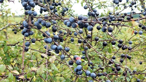 Prunus fruticans