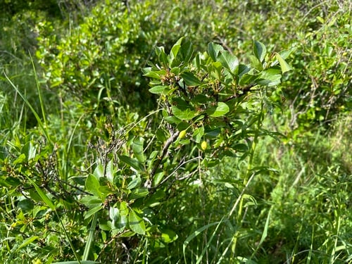 Prunus fruticosa (European dwarf cherry) — photo
