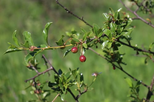 Prunus fruticosa (European dwarf cherry) — photo
