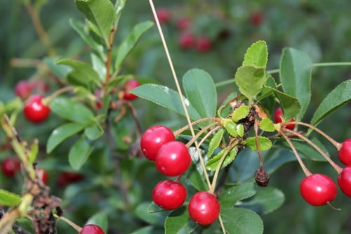 Prunus fruticosa