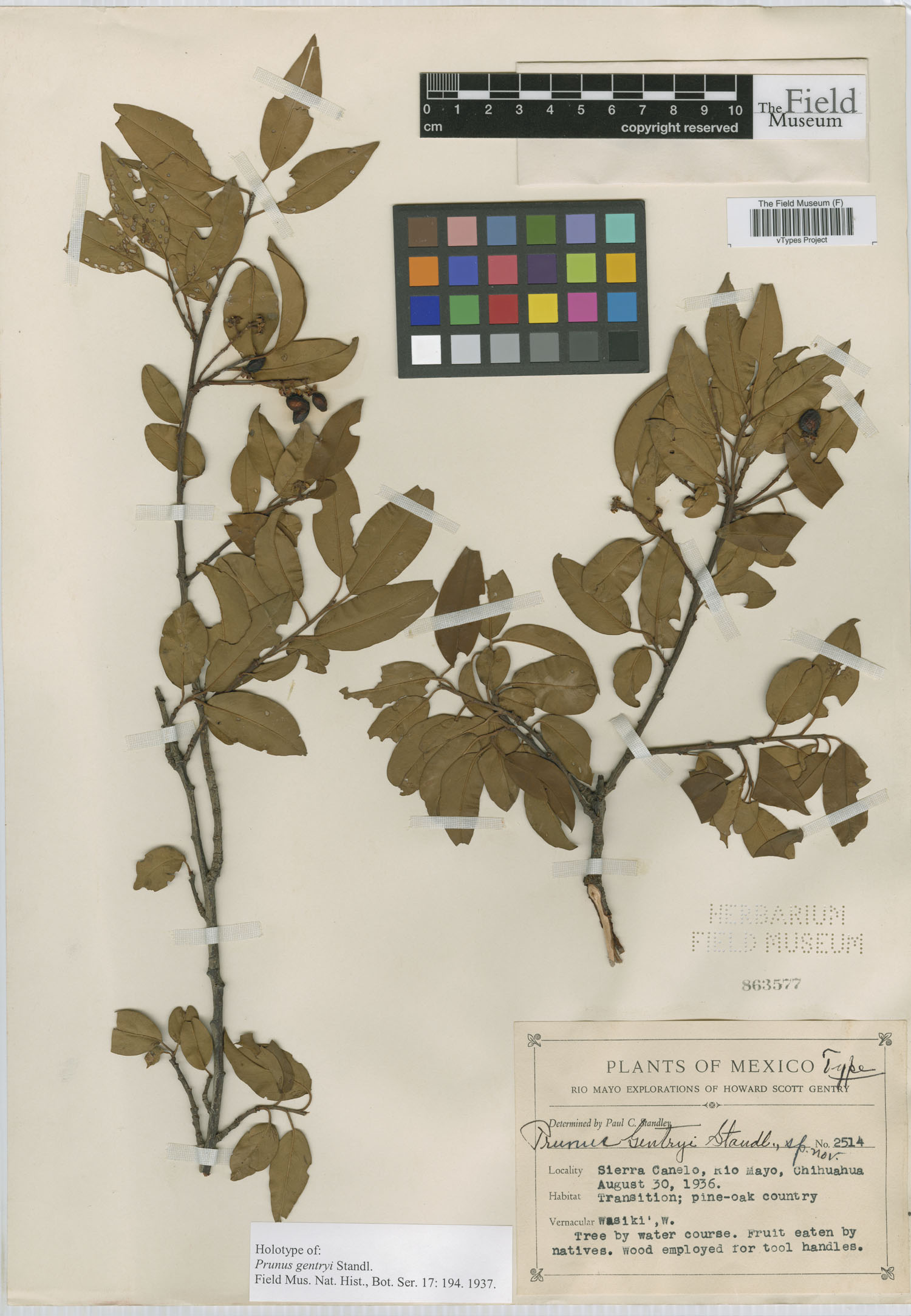 Prunus gentryi — photo