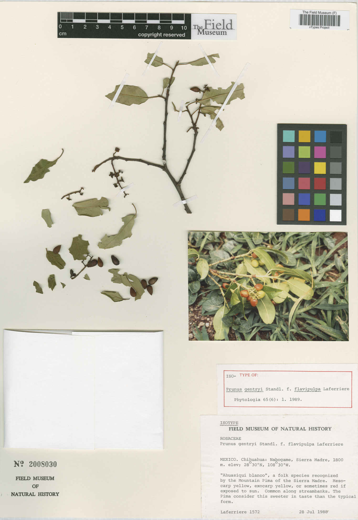 Prunus gentryi