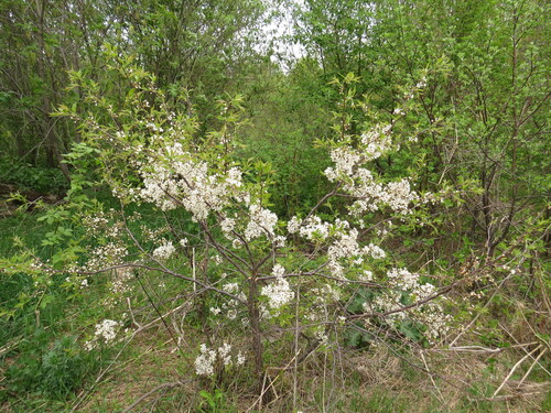 Prunus glandulosa (Korean cherry) — photo