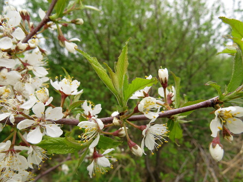 Prunus glandulosa (Korean cherry) — photo