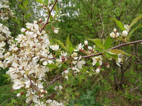 Prunus glandulosa
