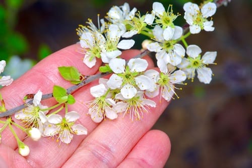 Prunus gracilis (Oklahoma plum) — photo