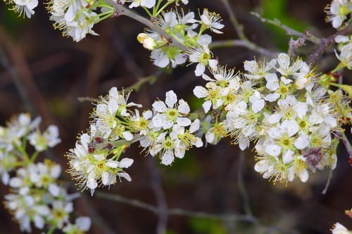 Prunus gracilis (Oklahoma plum) — photo