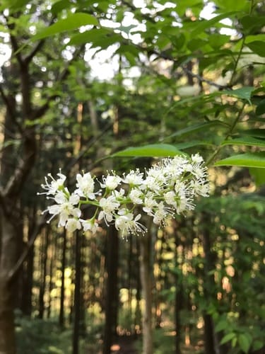 Prunus grayana (Japanese bird cherry) — photo