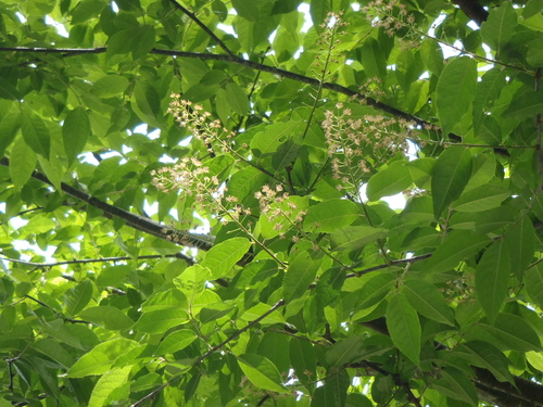 Prunus grayana