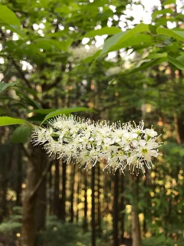 Prunus grayana (Japanese bird cherry) — photo