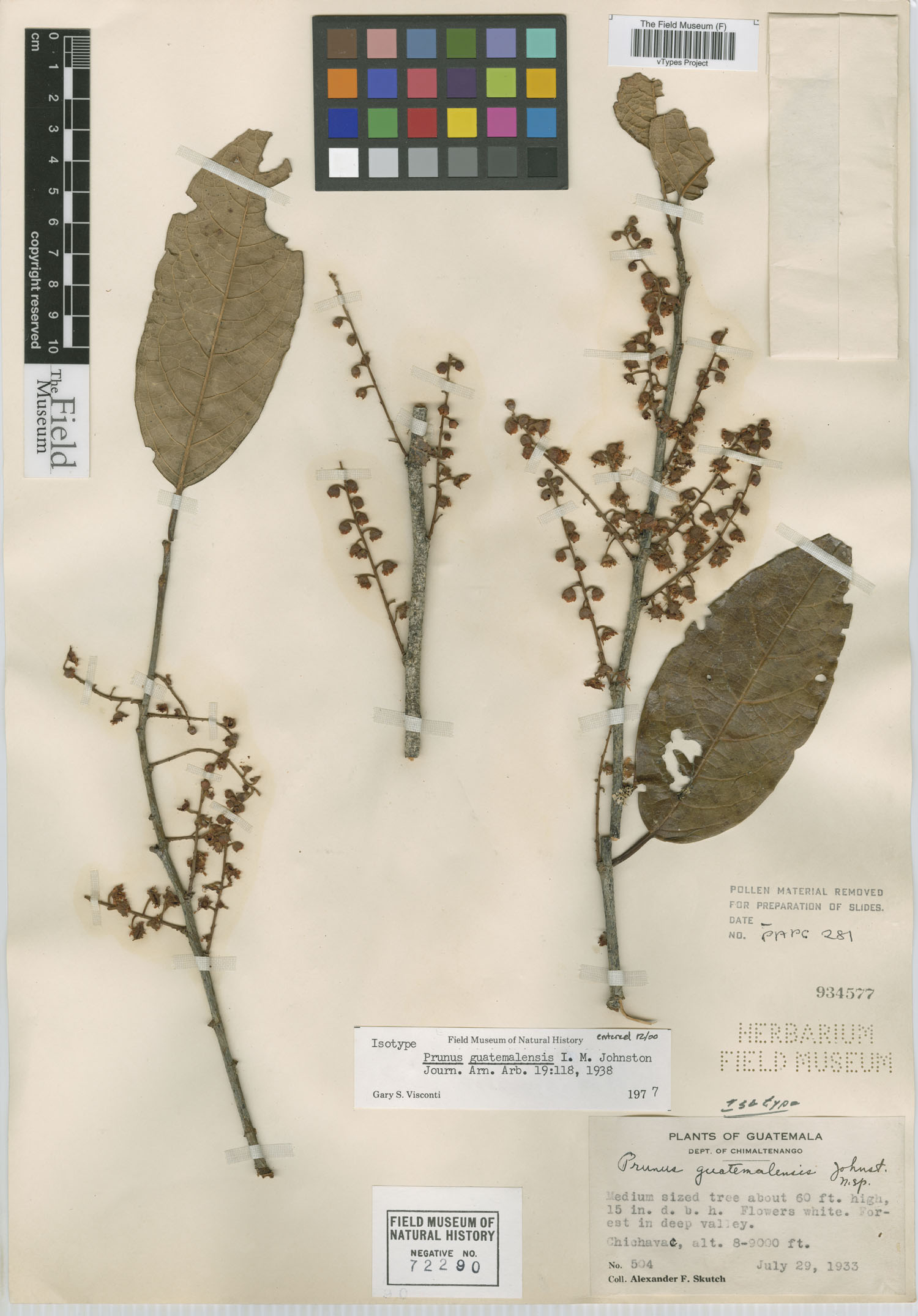 Prunus guatemalensis — photo