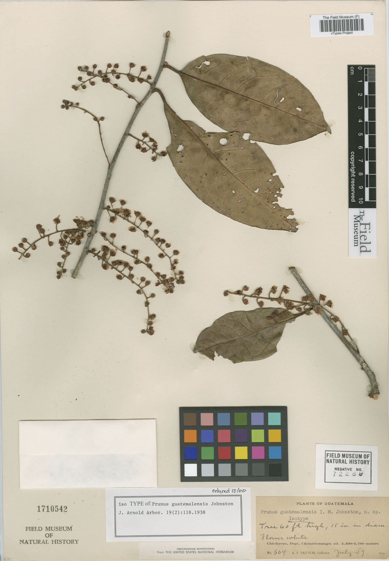 Prunus guatemalensis — photo
