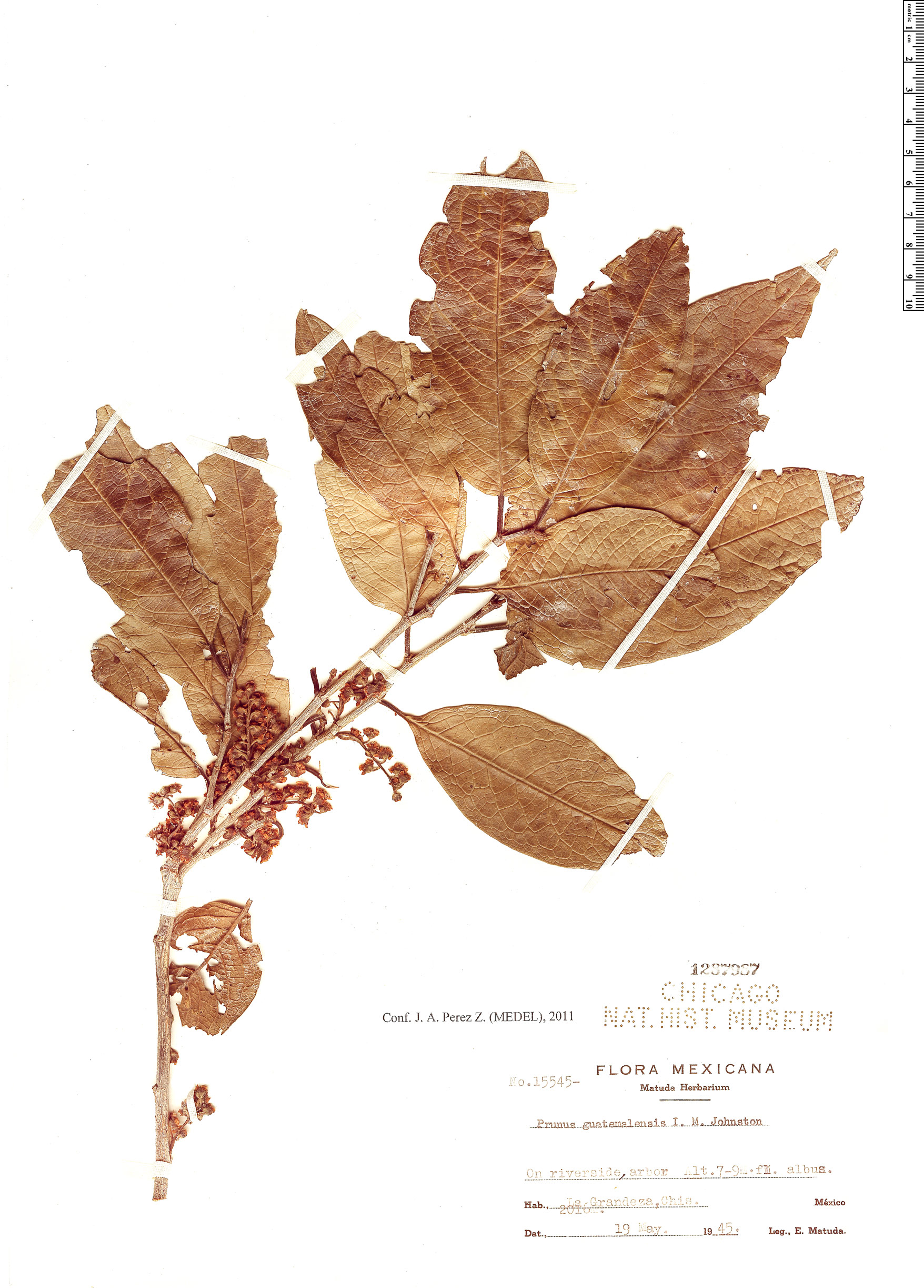 Prunus guatemalensis