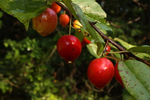 Prunus hortulana (Hortulan plum) — photo