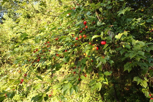 Prunus hortulana (Hortulan plum) — photo