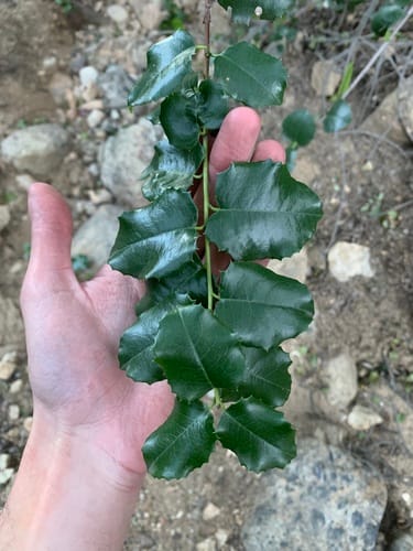 Prunus ilicifolia