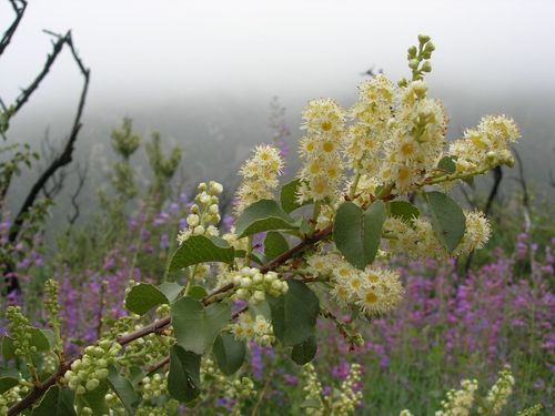 Prunus ilicifolia subsp. lyonii