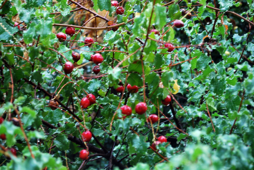 Prunus ilicifolia subsp. lyonii (Catalina cherry) — photo