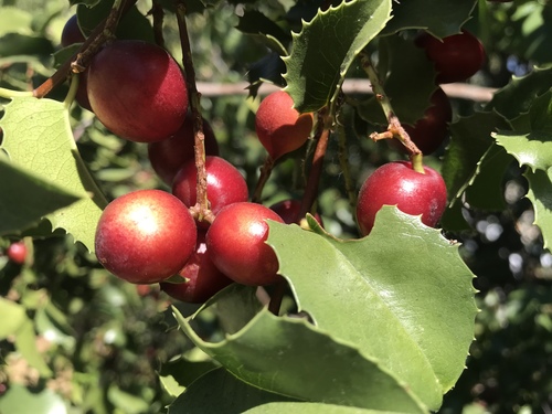 Prunus ilicifolia subsp. lyonii (Catalina cherry) — photo