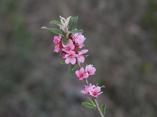 Prunus incana — photo