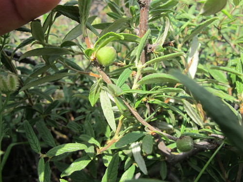 Prunus incana — photo