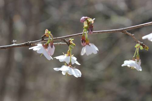 Prunus incisa (Fuji cherry) — photo