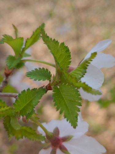Prunus incisa (Fuji cherry) — photo