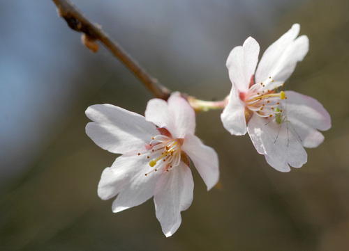 Prunus incisa