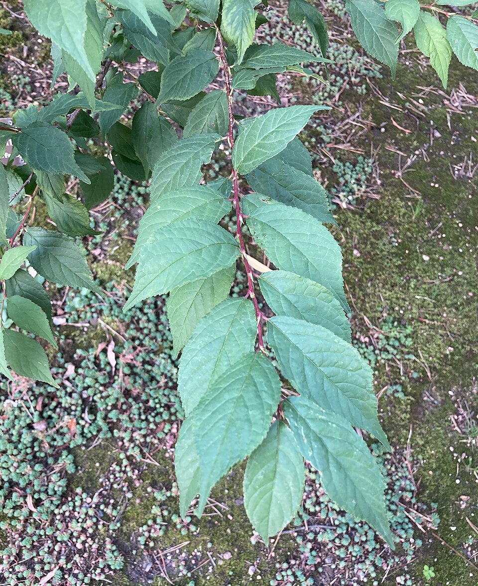 Prunus jacquemontii (Afghan bush cherry) — photo