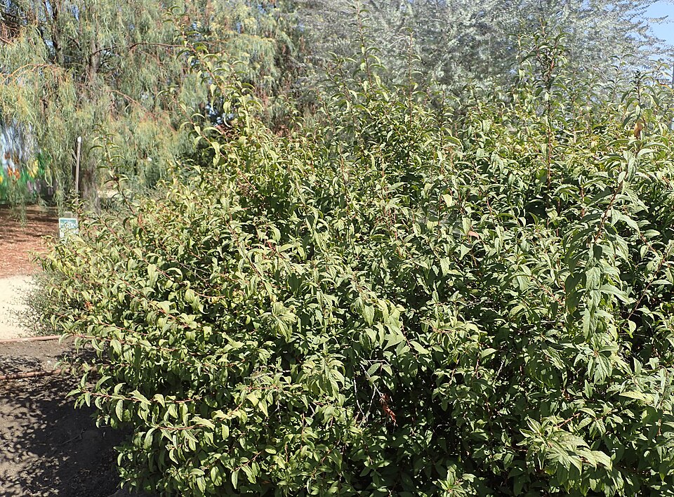 Prunus jacquemontii
