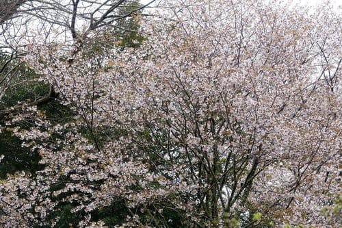 Prunus jamasakura (Yamazakura) — photo