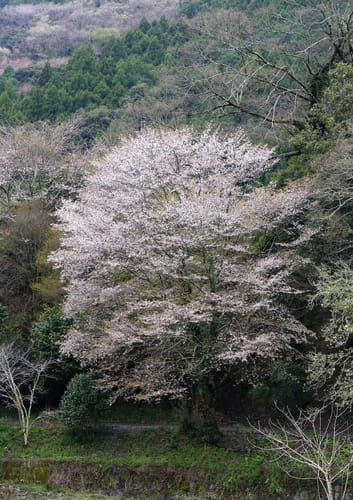 Prunus jamasakura (Yamazakura) — photo
