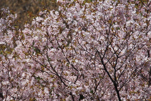 Prunus jamasakura