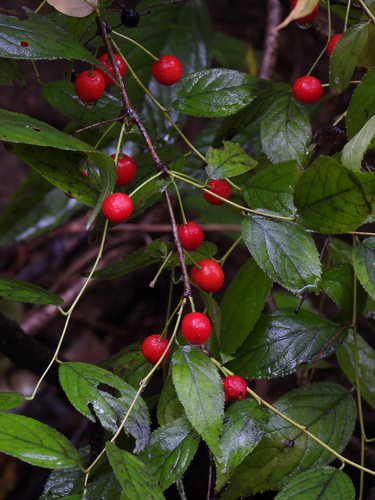Prunus japonica