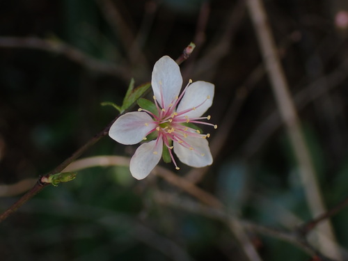 Prunus japonica (Korean cherry) — photo