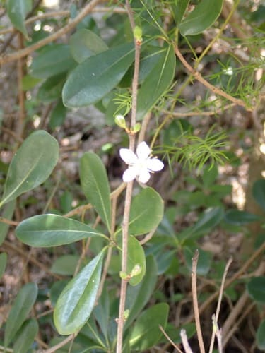 Prunus japonica var. nakai — photo