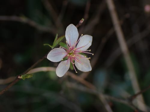 Prunus japonica var. nakai