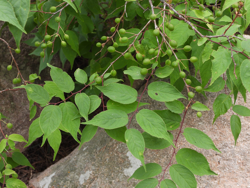 Prunus japonica (Korean cherry) — photo