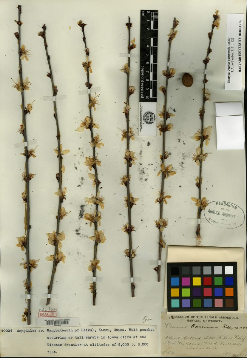 Prunus kansuensis (Wild peach) — photo