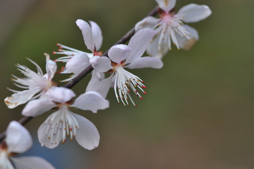 Prunus kansuensis